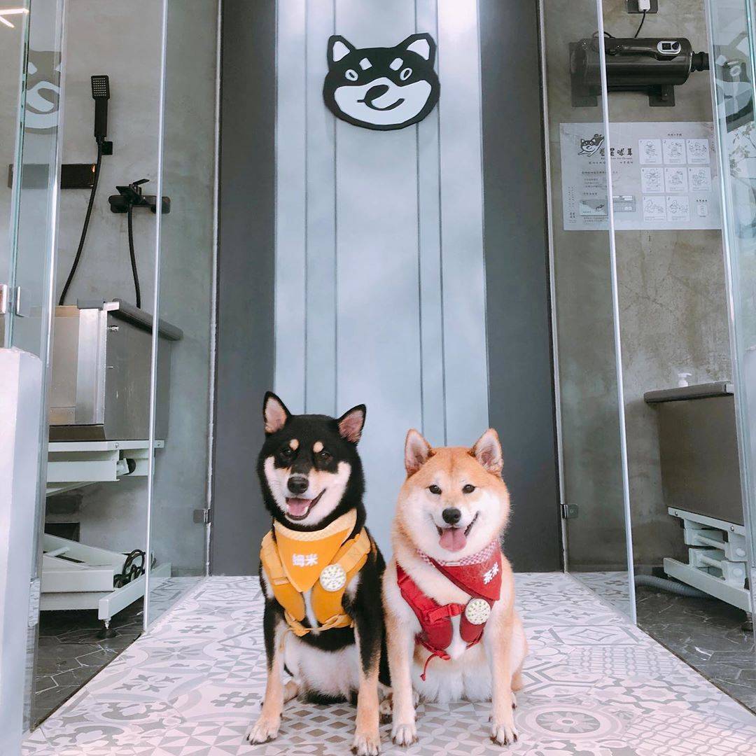 柴犬玩磨牙棒牙掉了怎么办 需要种牙吗 狗狗