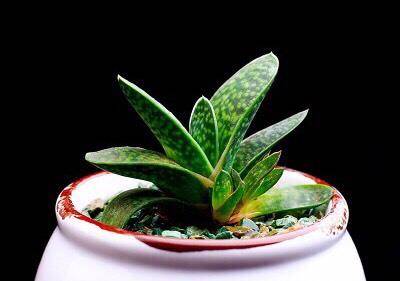 招财多肉选子宝 外表就像金元宝一样 特别容易爆仔 寓意旺财 植物 招财多肉选子宝 外表就像金元宝一样 特别容易爆仔 寓意旺财 植物