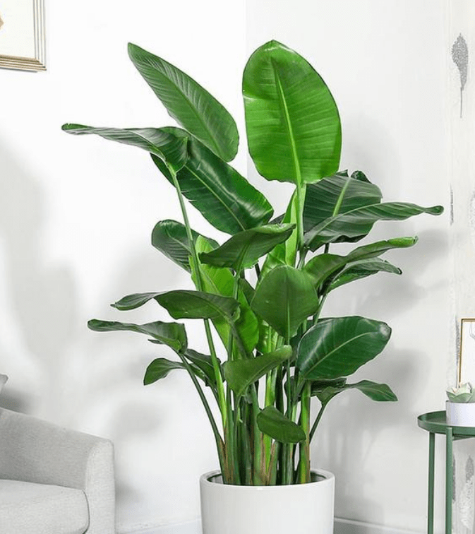 龟背竹怎样能长粗根 f8c7b12b743741ce8fc9fdaf85e53685.png