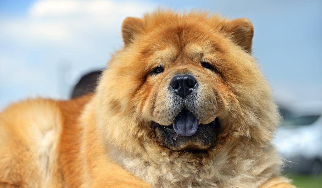 样子|松狮那么可爱，为何会被宠物店拒之门外？