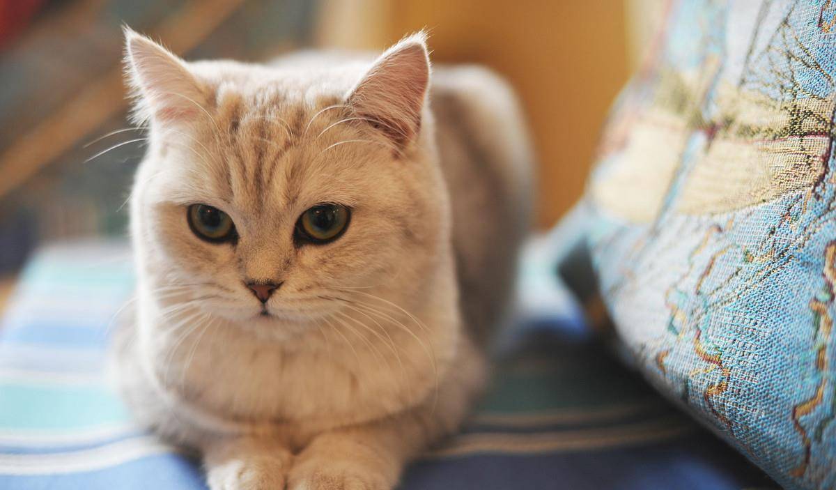 猫的祖先进化图 2d52d9663e904abb926c6c4bba452e90.jpeg