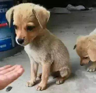 主人教中华田园犬握手 小狗狗很快就学会了 真的好聪明 动作