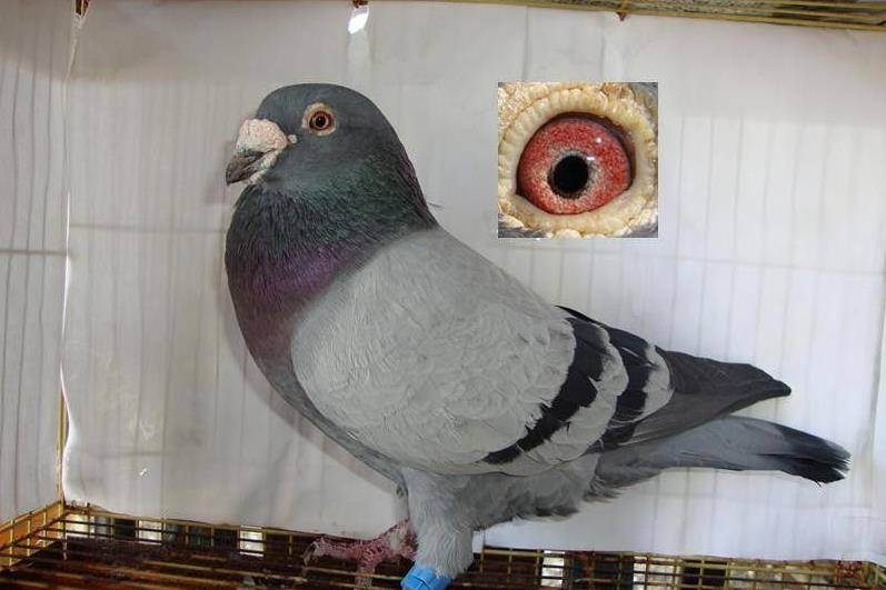 自由飞翔的鸽 32a4148832bf47ca951bcdceff9732f6.jpeg