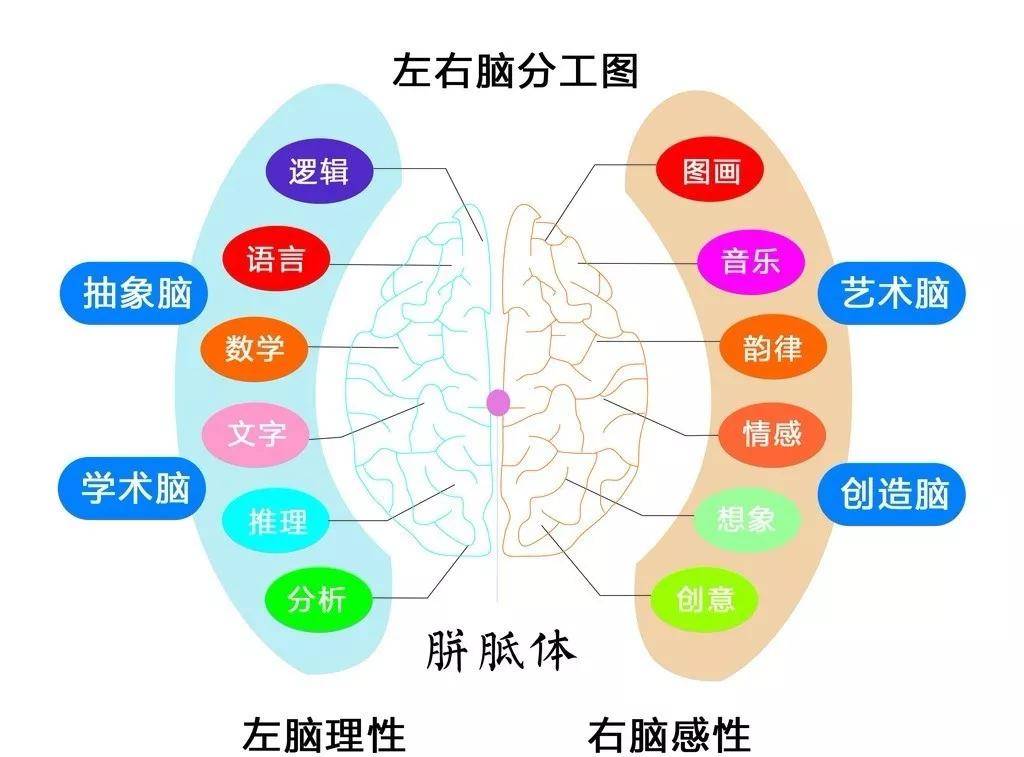 人类大脑分为两个半球,其中左半脑主要负责逻辑理解,记忆,时间,语言
