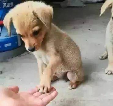 主人教中华田园犬握手 小狗狗很快就学会了 真的好聪明 动作