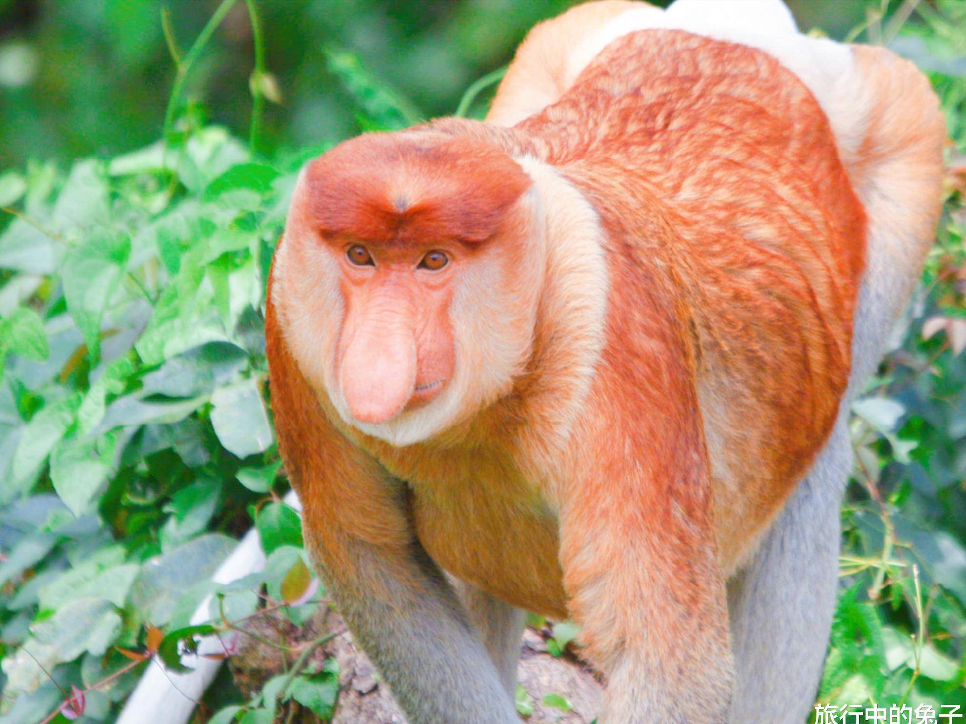 原创马来西亚国宝长鼻猴长相特别女游客不好意思合影