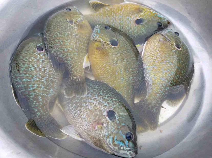广东元一斤的太阳鱼入侵四川 钓友表示淡定 没有鱼能活着出川 物种