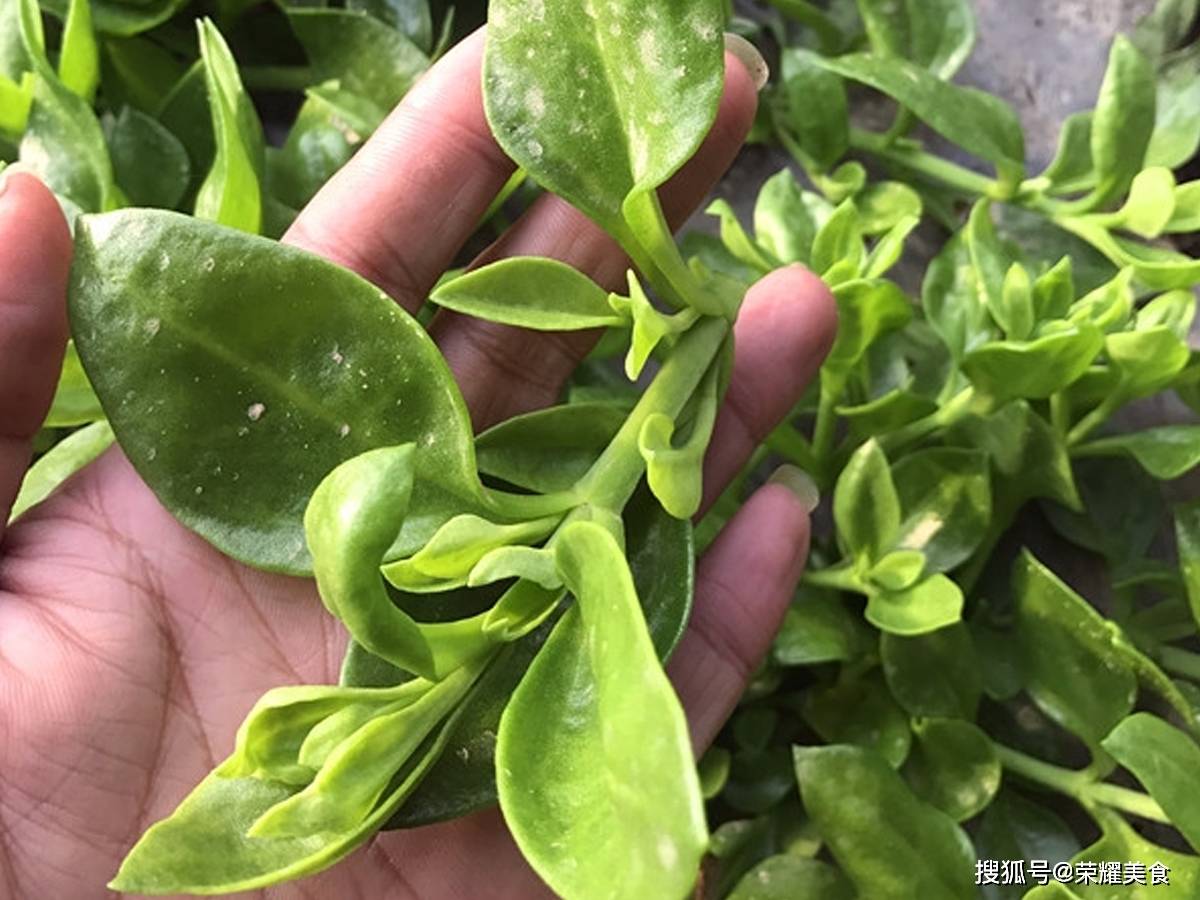 这菜浑身都是宝,口感爽滑,凉拌着吃真香,夏天可隔三差五吃一次_田七