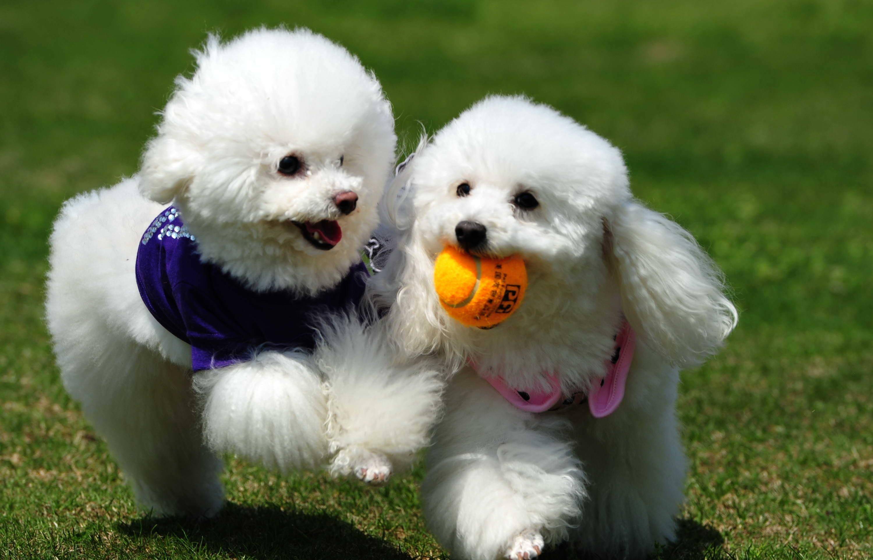 聪明狗狗排名_排名最聪明的狗狗图片