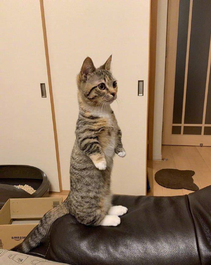 日本网友分享自己会站立的猫，网友吐槽：JOJO是你么！_猫咪
