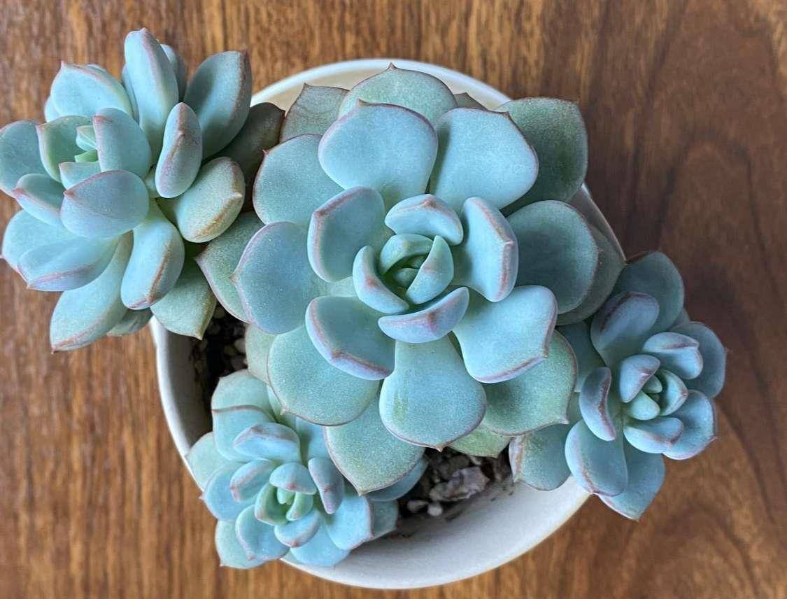 蜜桃格林阳台上控养效果很明显的多肉叶片短而圆颜色粉嫩