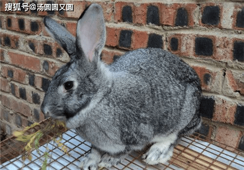 兔子为啥得球虫 fbcc2d4eec634b41bceb8ae5f266f972.png
