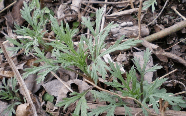 其实农村很多不起眼的野草都是药食两用的珍贵植物,像蒲公英,革命菜