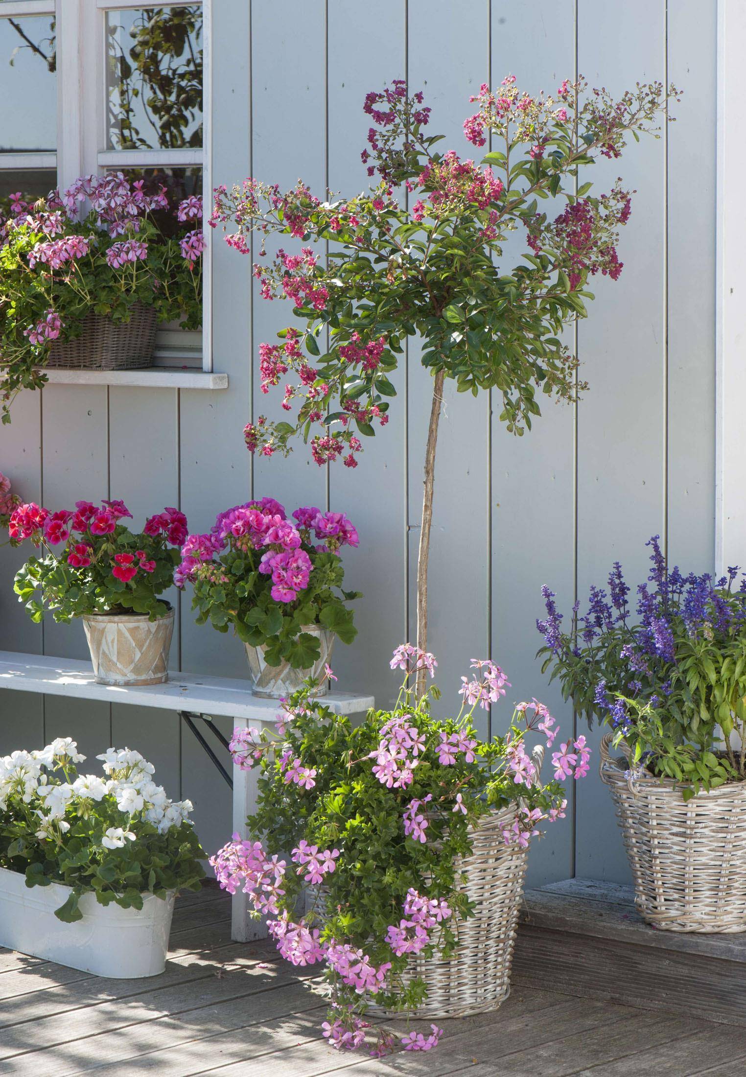 一片叶子一簇花,花叶比翼长,难怪在阳台,它站c位