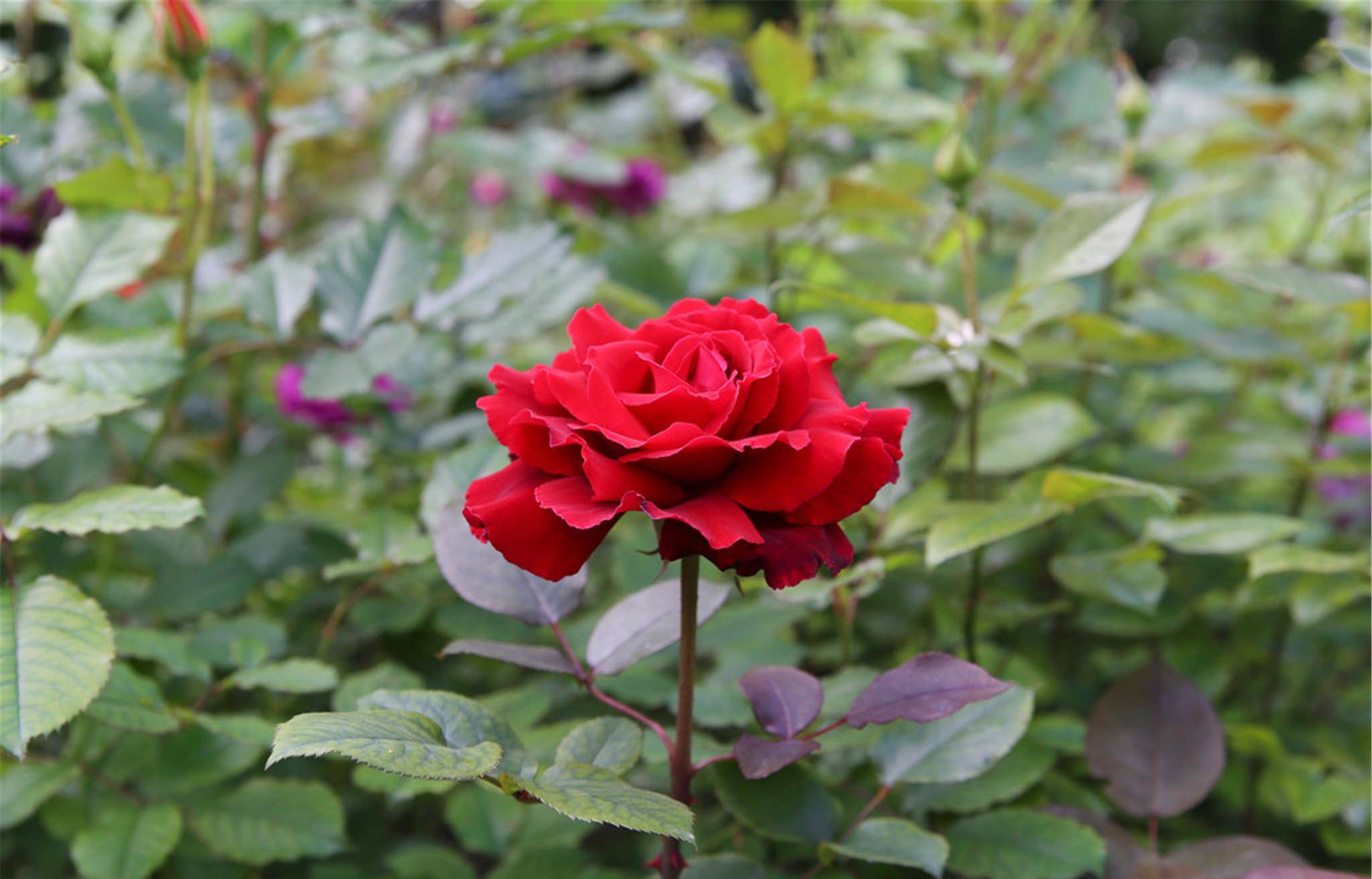 出道60多年依旧让人着迷的藤本月季纯正中国红喜庆又好看