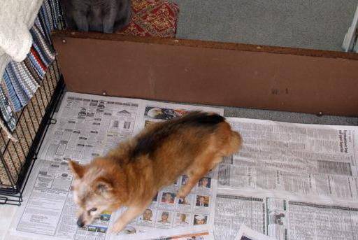 训犬失败的主人 很多都犯了一个错误 误以为偶然是成功 狗狗