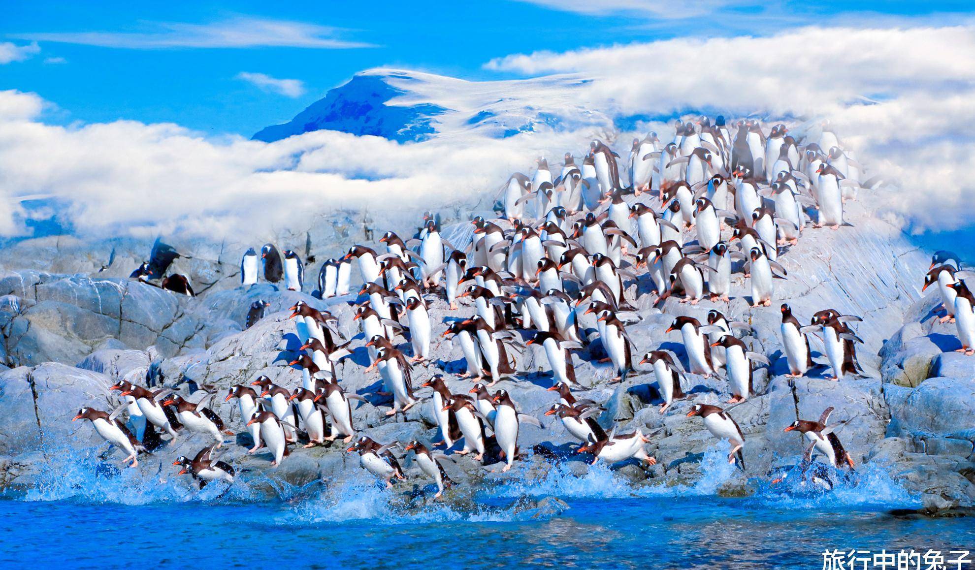 原创巨型冰川持续靠近离企鹅岛仅50公里600万企鹅命悬一线