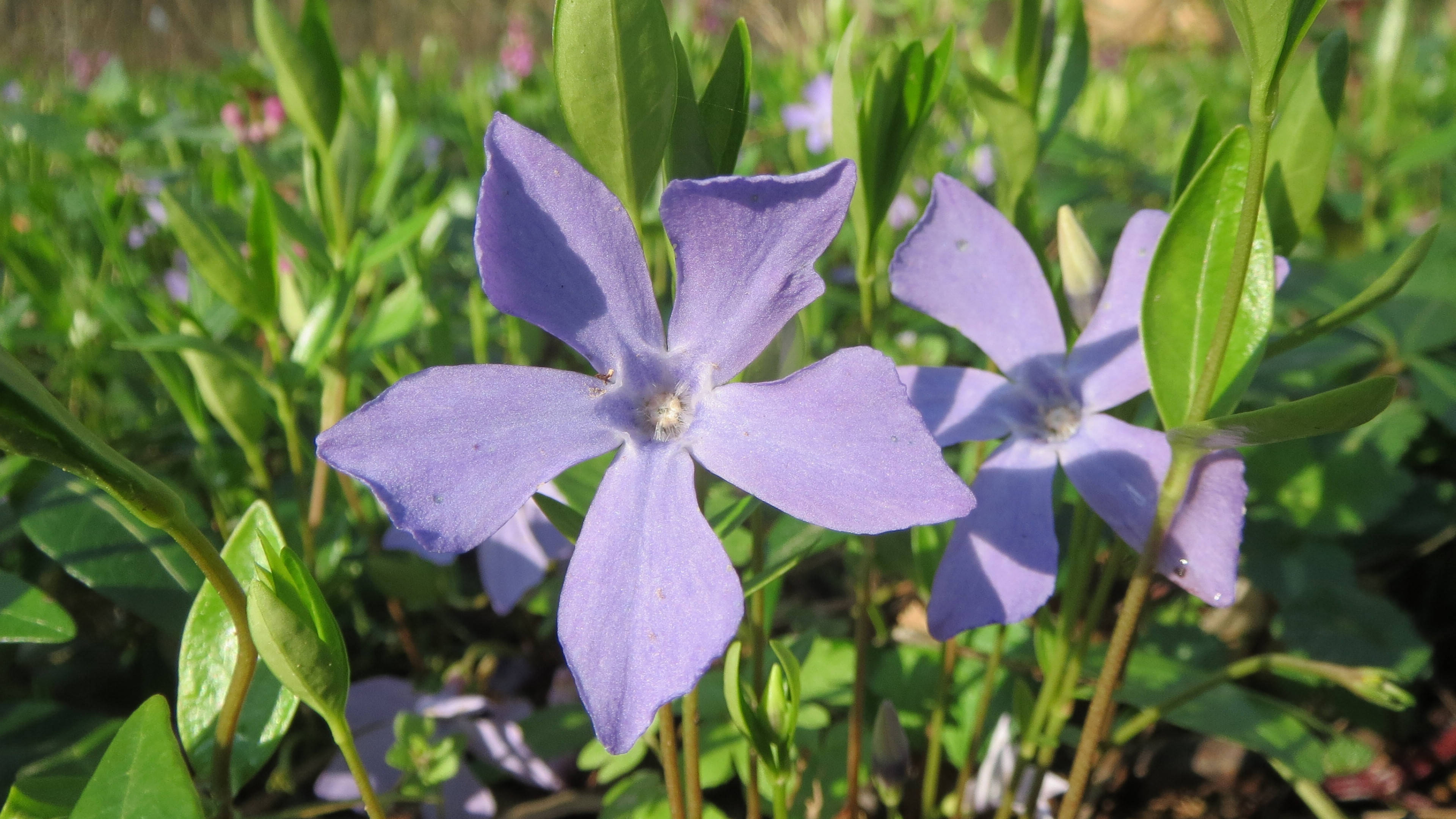 6月11日星座运势 抛砖引玉 拔得头筹的四大星座 生活
