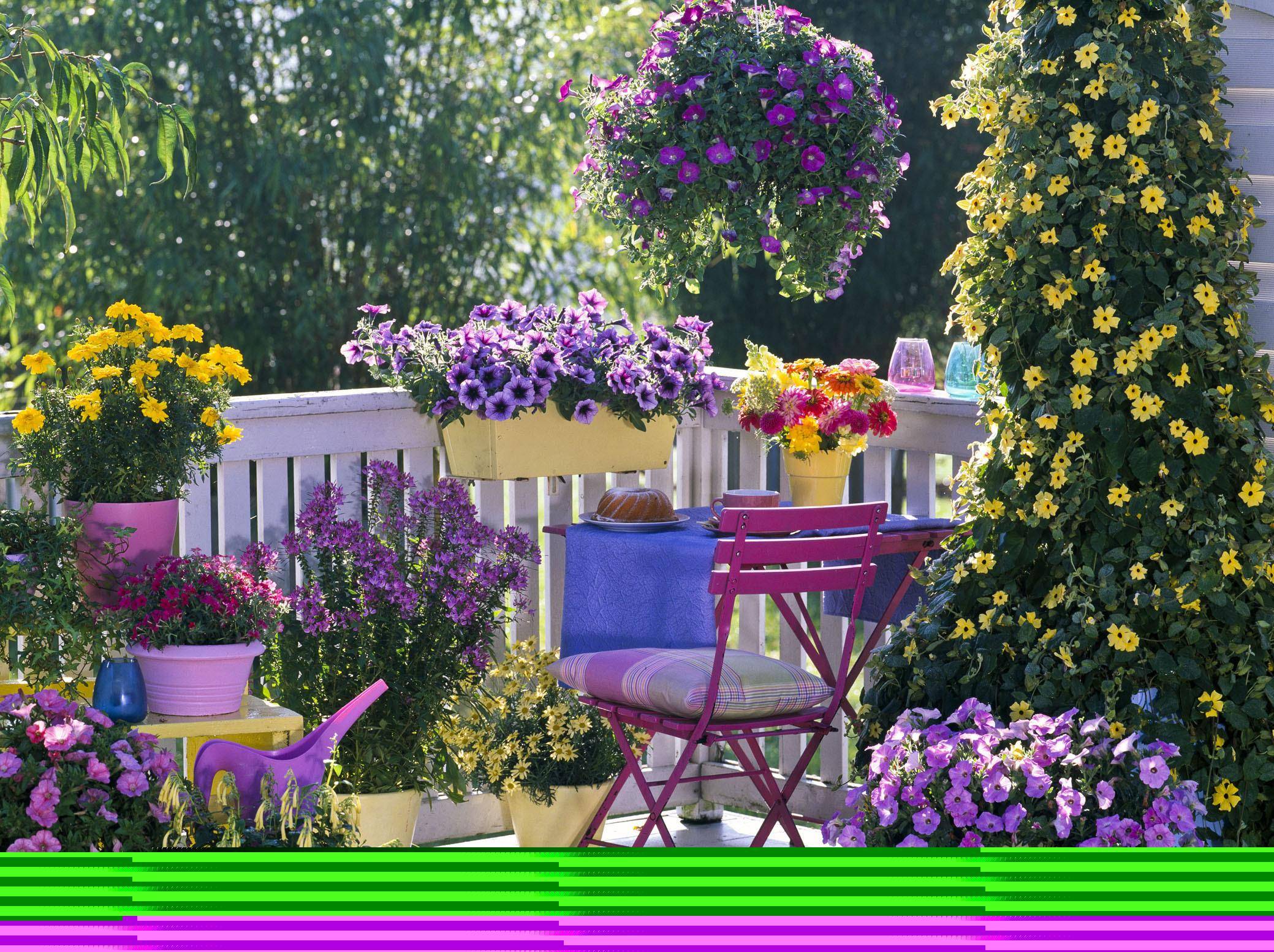 家里有露台 就养7种不怕晒 光照越强 开花能力越好 茉莉