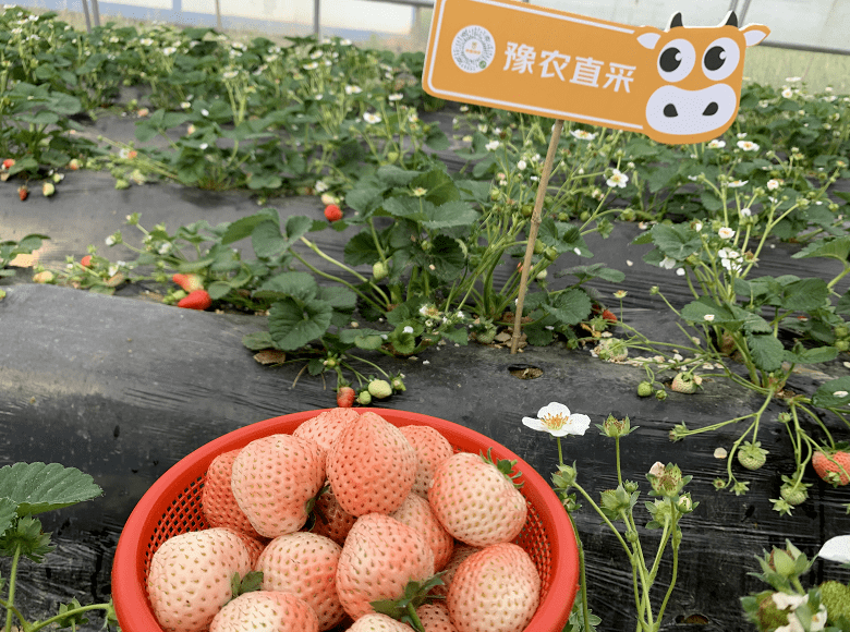 农产品上行京喜农场提供新思路