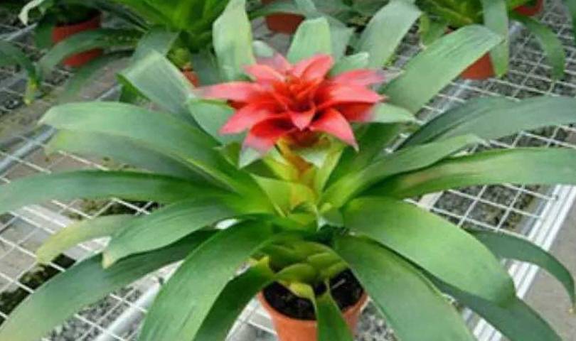 盆栽植物怎么养最好 aad44ecac2184be3872b4cb8cde5eb72.jpeg