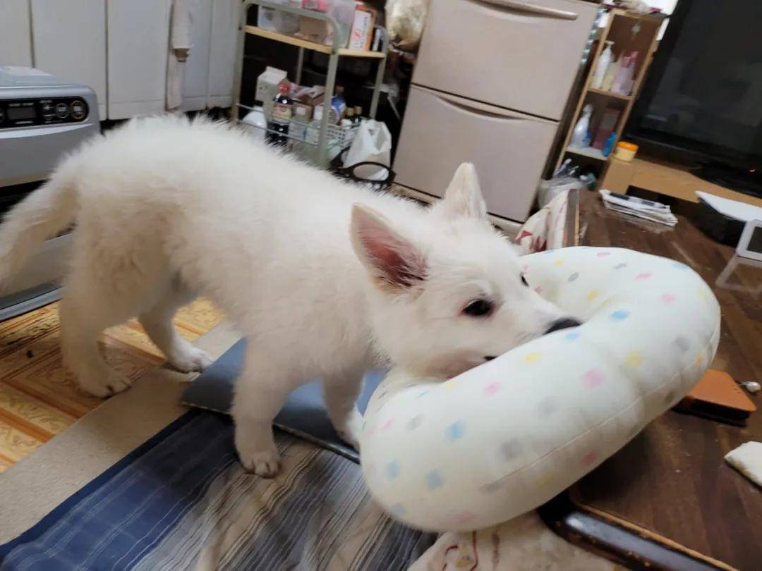 带回家一只漂亮小白狗，三个月后…,网友,狗,第3张