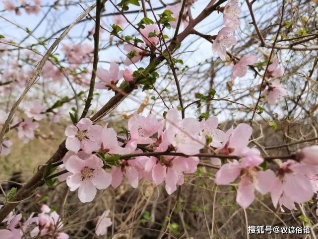 老话说 女子有红艳 门悬桃花斩 啥意思 如何压制桃花运 妻子