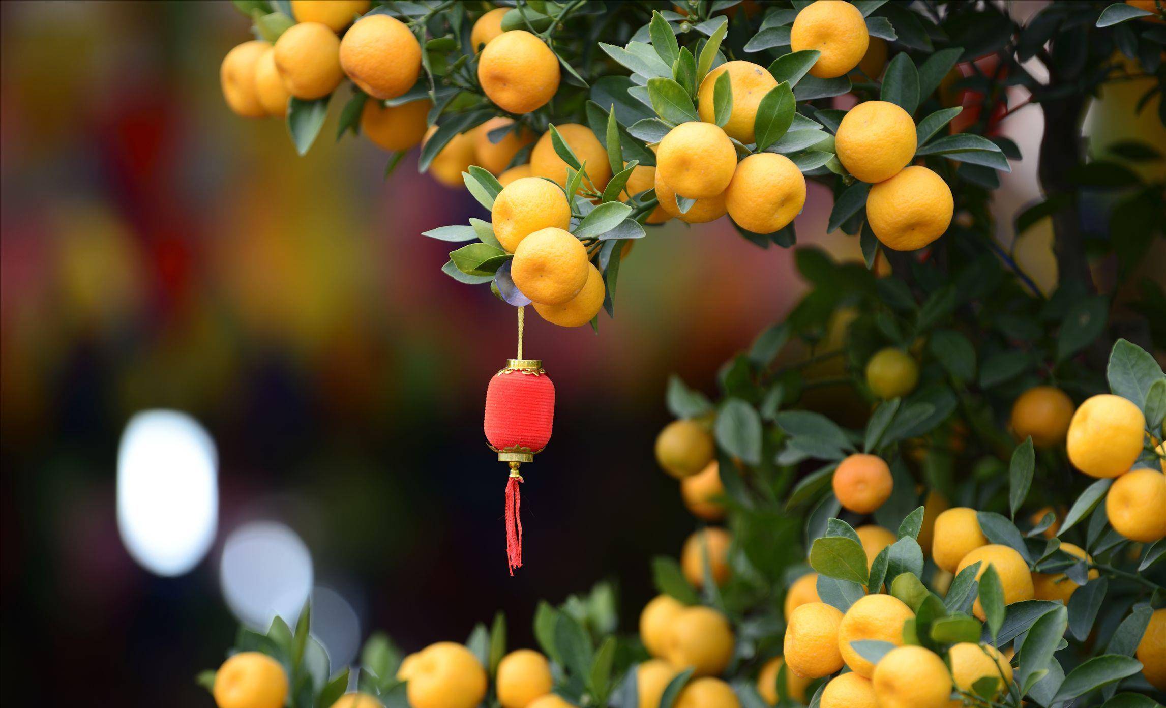 现在养6盆添喜花,迎新春,喜气洋洋