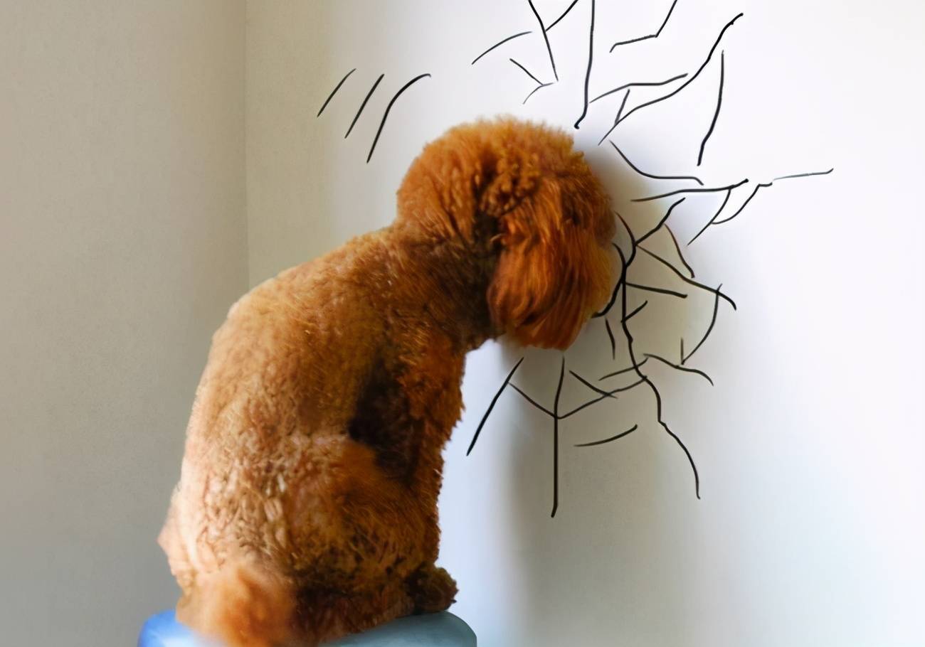 正常的狗狗哪里会这么傻用头去撞墙,难道会以为自己的头比墙硬吗?