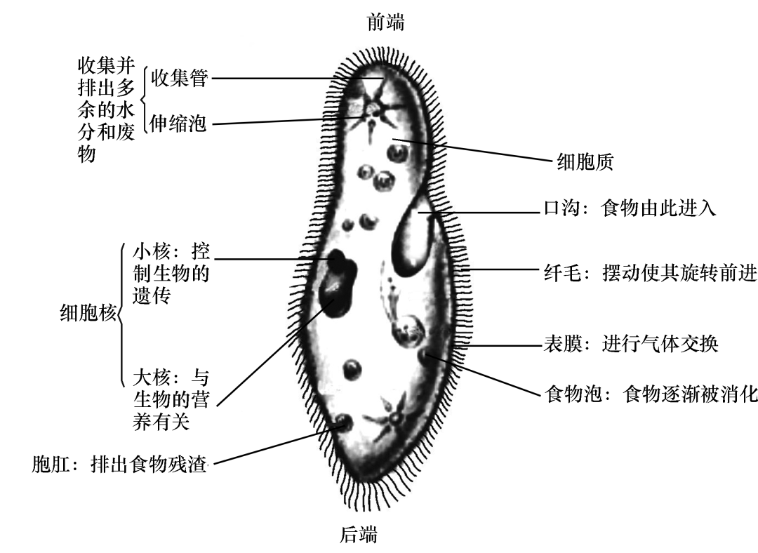 有性生殖圖解)7葉芽的結構和發育8葉片的結構和功能9莖的結構和功能10