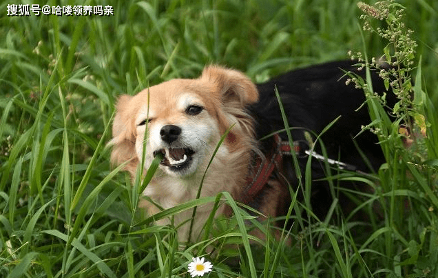 狗为什么爱吃草叶子 6473a95b7394466a8fdf7610c92adbf8.png