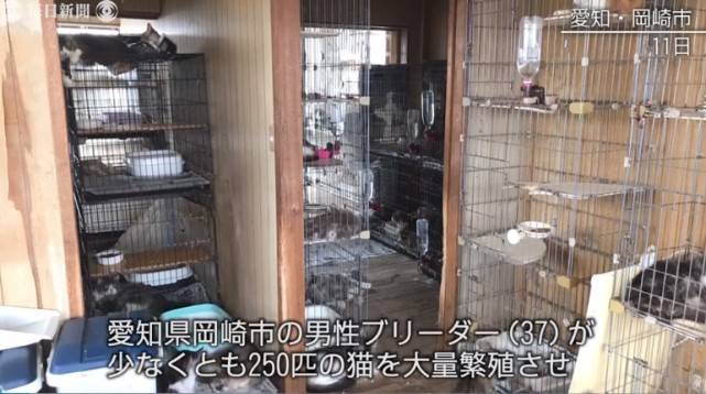 日男疑患 动物囤积症 在家里饲养逾250只猫 繁殖