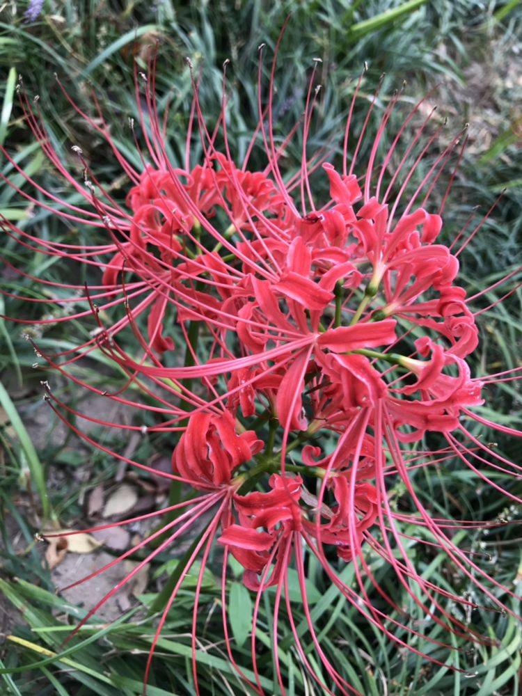 这花喜欢长在阴凉的地方,长得像大蒜,来历可不简单!