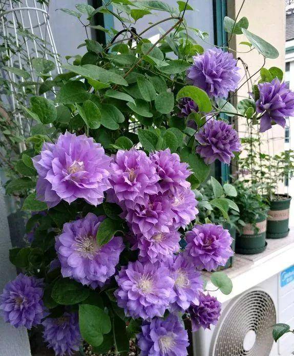 903157cb6ff243cebc5021efeda61250.jpeg