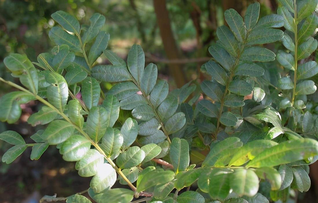 可以食用的香叶树 a4c190deb9ff439682aff432f779ead3.jpeg