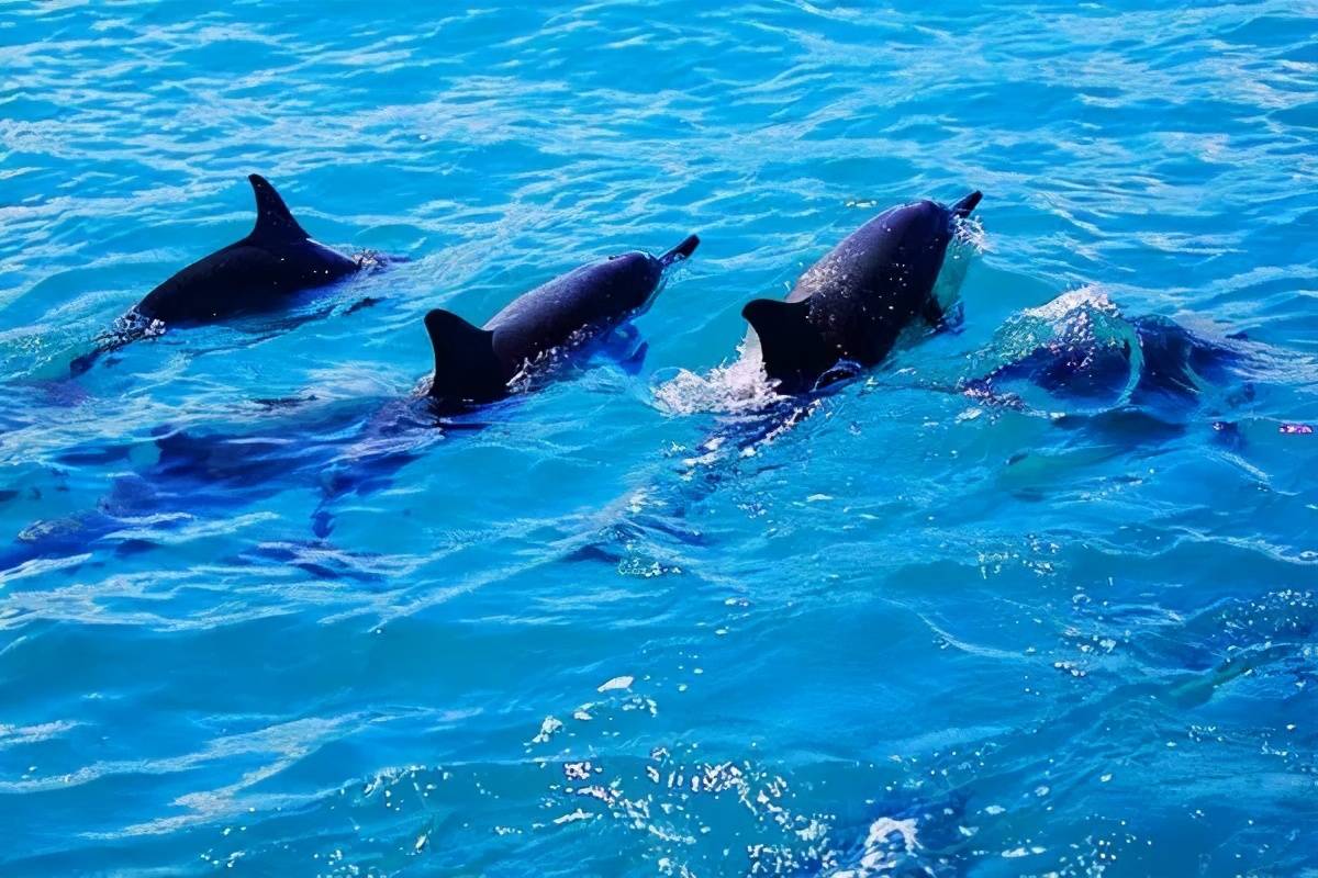 江豚妈妈背着宝宝戏水,它们有多神奇?会牵手游戏,会互相取名字_海豚