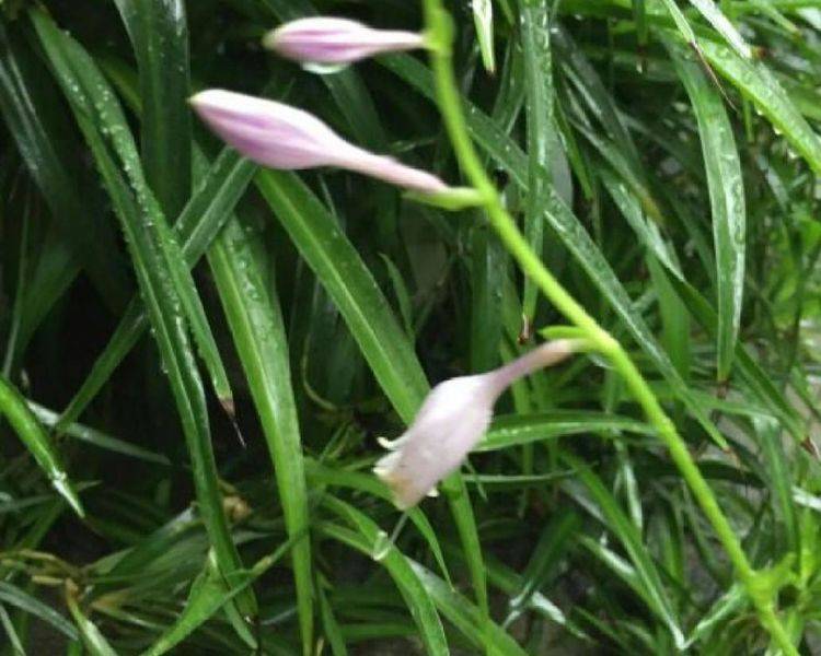 天气越来越冷 耐寒植物这样养 就选这3种 时候