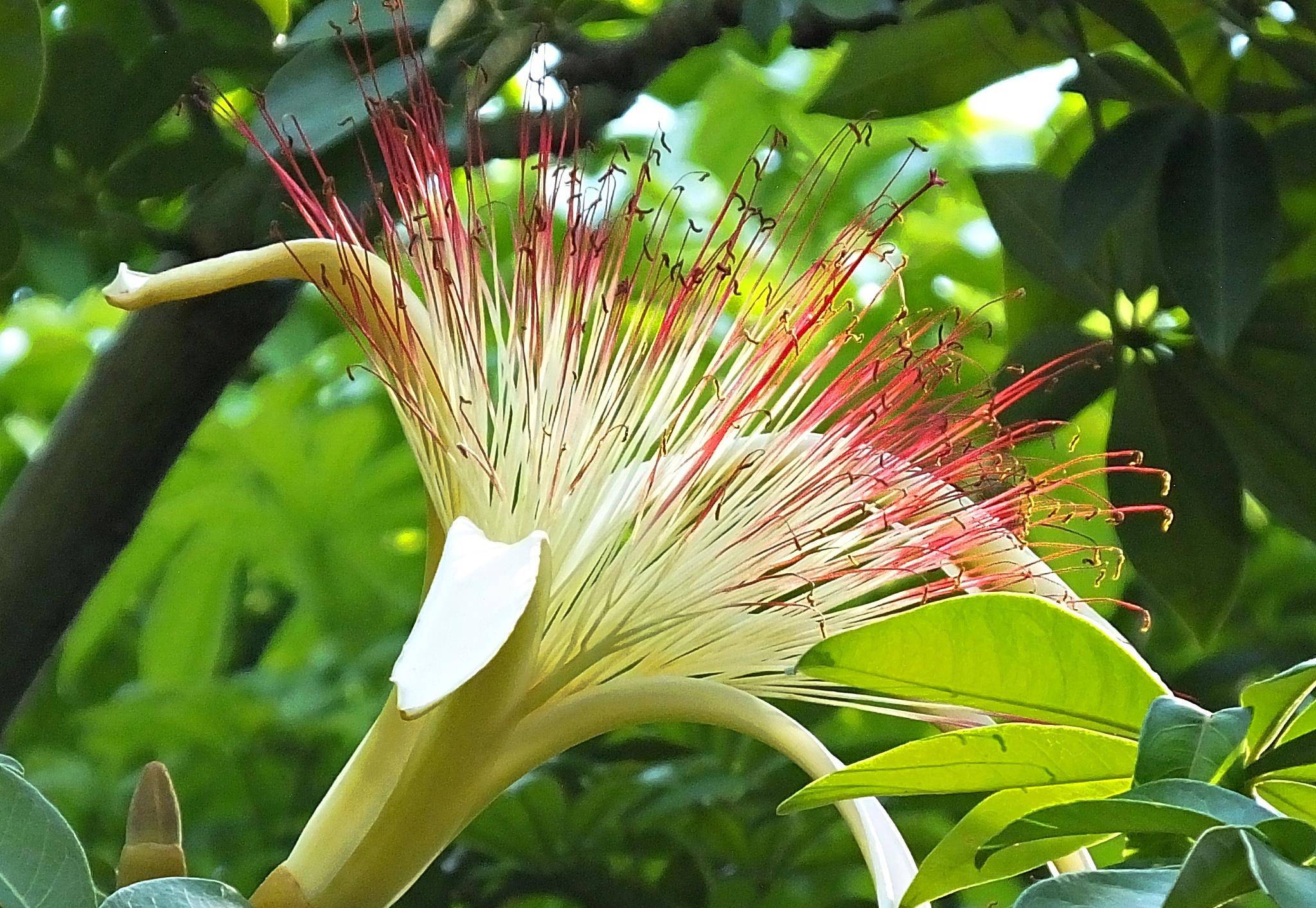 难怪发财树总烂根原来猫腻在这里