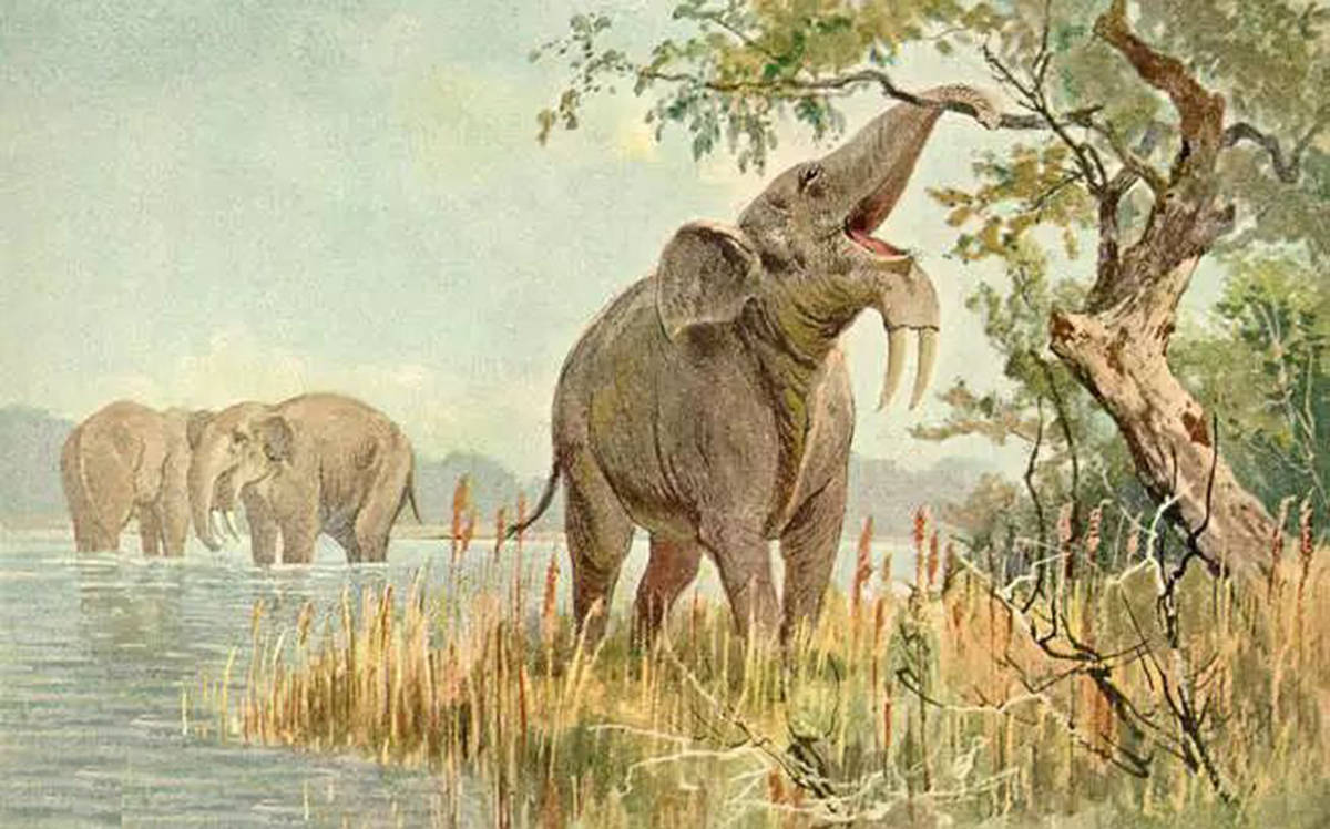 此后它们也开始进行了北迁,所以在黄河流域附近发现了许多大象的化石