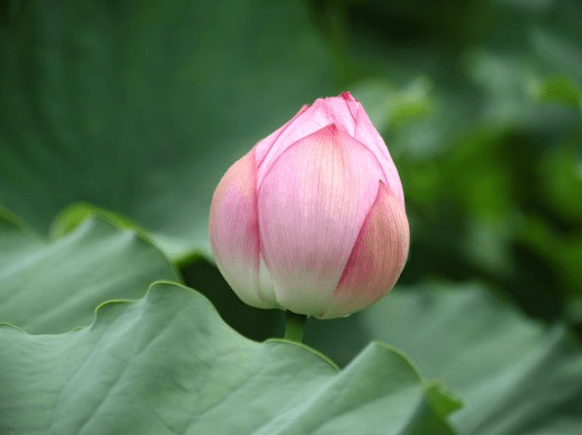 6月12日开始 喜鹊登门报喜 4属相抓住好运 接财接福 日子红火 财运