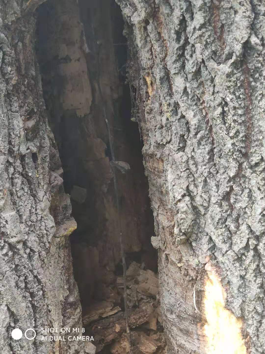 肥城:老杨树只修剪不砍伐 安全隐患没根除-搜狐大视野-搜狐新闻