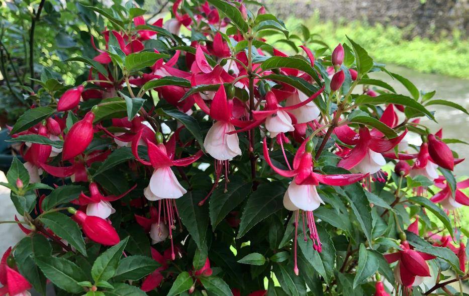 倒挂金钟如何修剪?想要让它开花多,一年只需剪2次