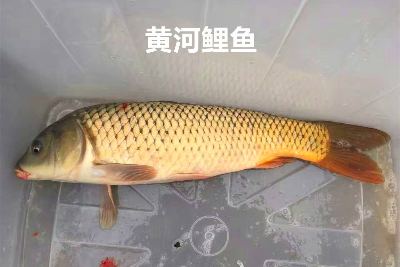 黄河大鲤鱼受热捧曾经的淡水鱼王还能吃到吗