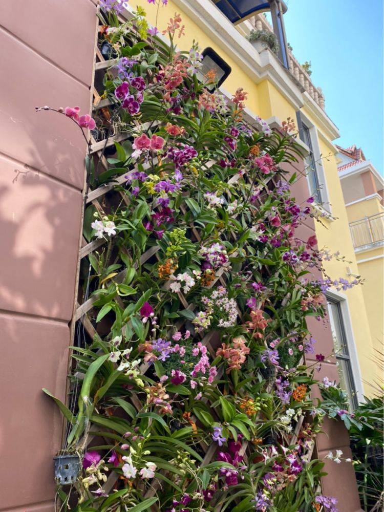 家里没空间,那就把它吊起来养,省地儿还漂亮_石斛兰