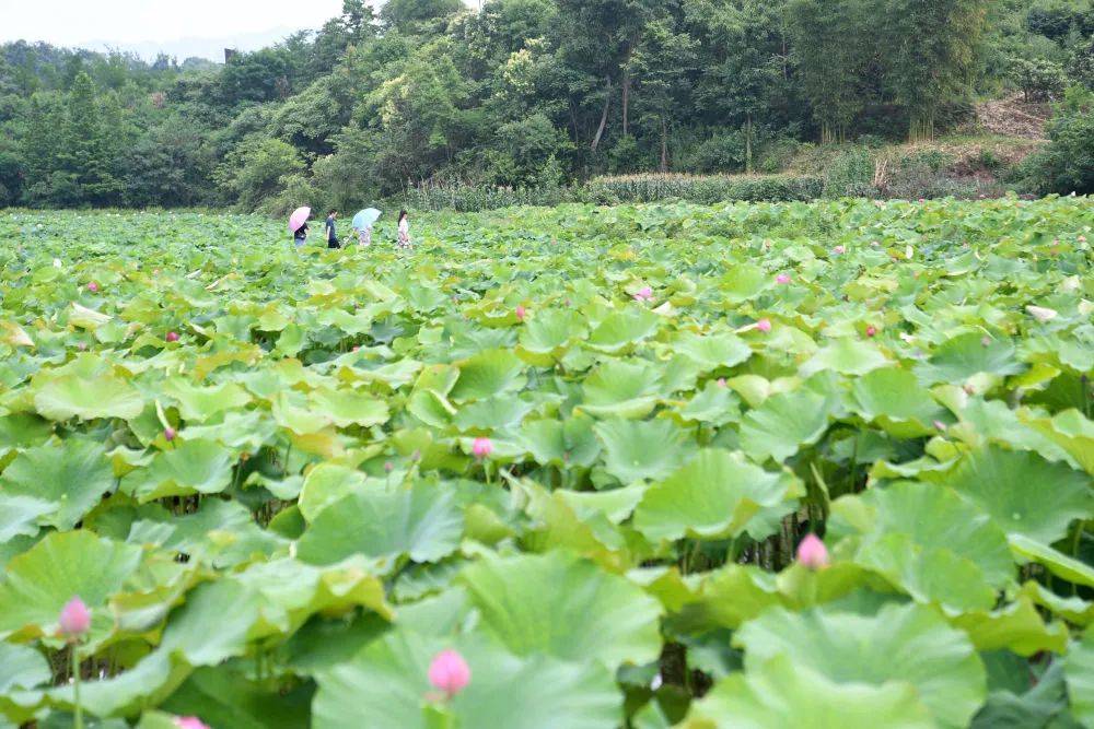 6月11日,游客在重庆市铜梁区土桥镇荷花苑游玩.