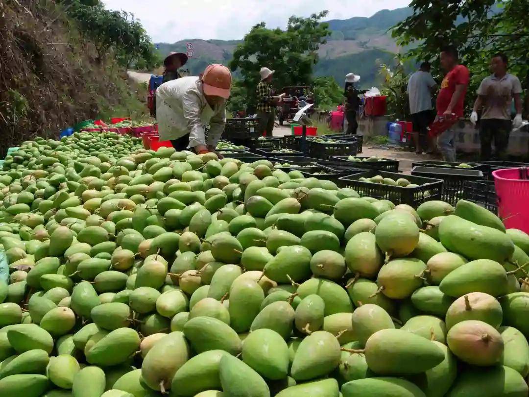 河口县老范寨乡芒果进入采收旺季啦,快来尝鲜