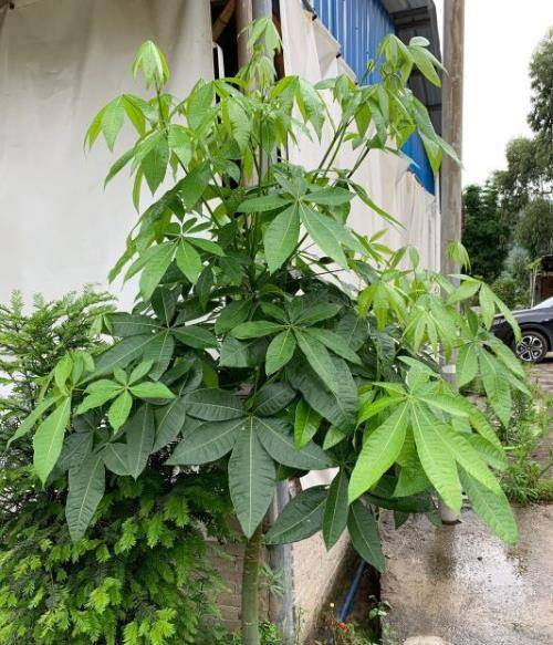 大发财树黄叶掉叶能救吗 7762098ea1604f48b4931d7bf13bbd02.jpeg