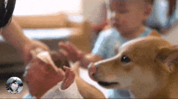 柴犬把小主人帶到2歲，女主又生了二胎，狗子都要累倒了啊 萌趣萌寵 第6张