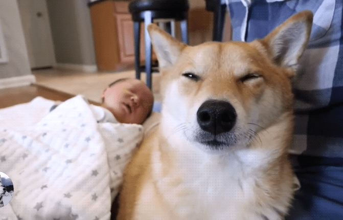柴犬把小主人帶到2歲，女主又生了二胎，狗子都要累倒了啊 萌趣萌寵 第4张