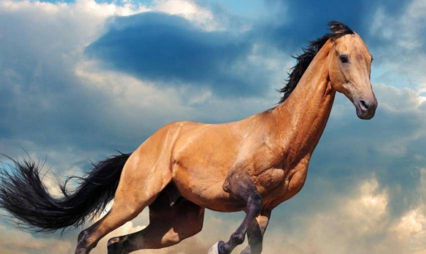 原创飞黄腾达常被用作祝福语但飞黄是什么你不一定真明白